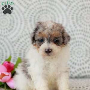 Sophia, Miniature Poodle Puppy